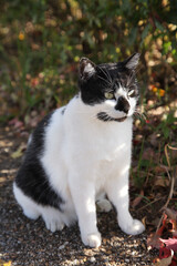 公園で会ったハチワレ鼻黒の猫