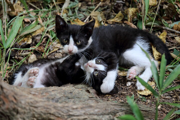 ハチワレ兄弟猫のレスリング