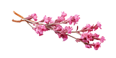 Coral limonium flower twig Artificial Intelligence Generative