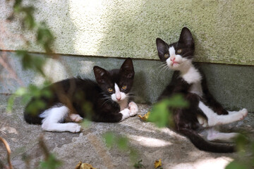 日陰でくつろぐハチワレ兄弟子猫