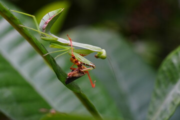 The Carolina mantis, scientifically known as Stagmomantis carolina, is a species of praying mantis native to North America.|卡罗来纳螳螂
