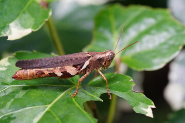 Xenocatantops humilis is a species of grasshopper belonging to the family Acrididae, commonly known as the Moroccan locust or the Sahara grasshopper. |撒哈拉蝗虫