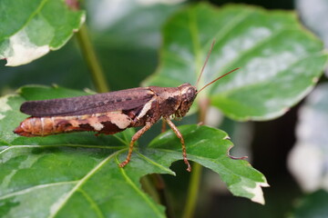 Xenocatantops humilis is a species of grasshopper belonging to the family Acrididae, commonly known as the Moroccan locust or the Sahara grasshopper. |撒哈拉蝗虫