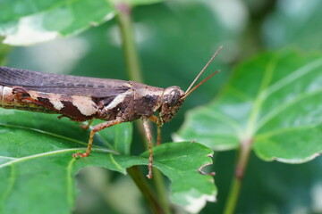 Xenocatantops humilis is a species of grasshopper belonging to the family Acrididae, commonly known as the Moroccan locust or the Sahara grasshopper. |撒哈拉蝗虫