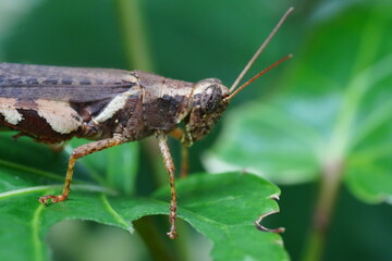 Xenocatantops humilis is a species of grasshopper belonging to the family Acrididae, commonly known as the Moroccan locust or the Sahara grasshopper. |撒哈拉蝗虫