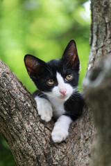 そんなことで良いのか」と言っているような猫