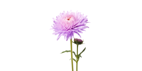 Chinese aster light purple flowers Artificial Intelligence Generative