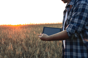 A man stands in a field of wheat at sunset with a tablet in his hand. Fetrmer man assesses the...