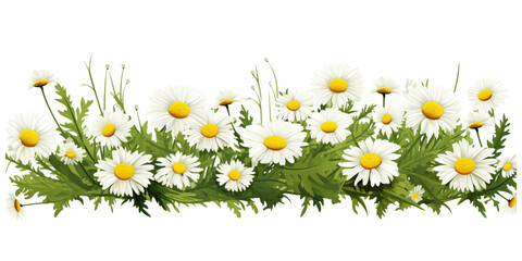 Daisy flowers and green grass Artificial Intelligence Generative - obrazy, fototapety, plakaty