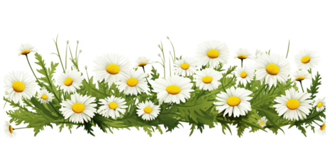 Daisy flowers and green grass Artificial Intelligence Generative
