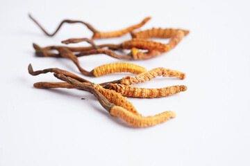 Cordyceps sinensis or Ophiocordyceps sinensis isolated on white background, mushroom herb treatment medicine.