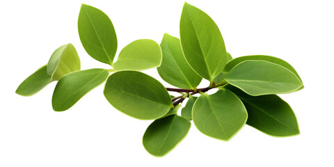 Fresh green elm tree leaves branch Artificial Intelligence Generative