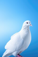 A white pigeon perched on a smooth blue surface. Suitable for various uses