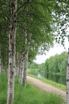 フィンランドラップランドの白樺と川