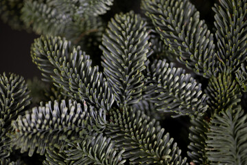 Naklejka na ściany i meble Background of traditional Christmas tree. Natural blue noble fir branches as holiday backdrop. Copy space