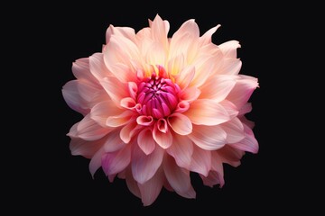 A close-up view of a pink flower on a black background. Can be used for various purposes