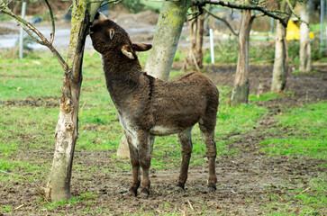 A brown domestic donkey interacting with a tree on a German farm
