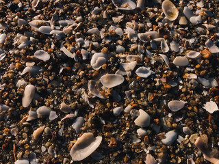 shells on the beach