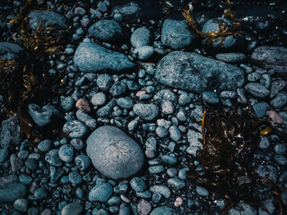 Seaweed on the rocks