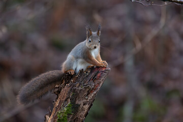 Squirrel Norway 