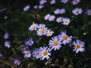 daisies in the garden
