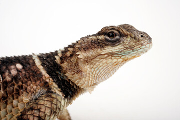 Crevice Spiny Lizard // Mexikanischer Stachelleguan (Sceloporus poinsetti)