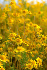 Fototapeta premium yellow flowers in the field