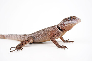 Crevice Spiny Lizard // Mexikanischer Stachelleguan (Sceloporus poinsetti)