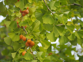 イチョウの木　銀杏