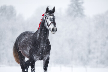 beautiful grey horse portrait in the snow storm