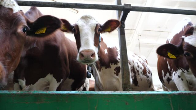 Close up to curious cows standing in stall at modern dairy farm. Row of cattle looking into camera at milk factory. Cute kines waiting for a forage at cowshed. Agribusiness in livestock husbandry