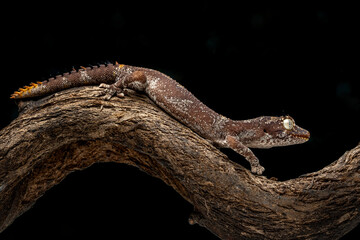 Spiny-tailed Geckos (Strophurus) is native to Australia. - Powered by Adobe