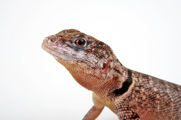 Crevice Spiny Lizard // Mexikanischer Stachelleguan (Sceloporus poinsetti)