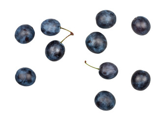 Blackthorn fruits isolated on a white background, top view