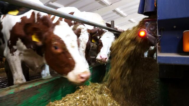 Tractor spreading silage to feeding herd of cows at milk factory. Friendly mammal animals eating fresh fodder at cowshed. Concept of agriculture industry and livestock husbandry. Slow motion