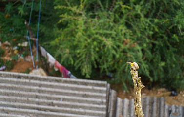 Woodpecker Observing Unfocused Houses and Messy Ground from a Tree Trunk