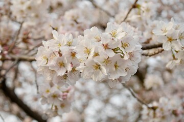 夕暮れ時の桜20220308