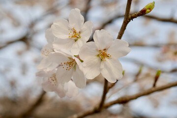 夕暮れ時の桜20220306