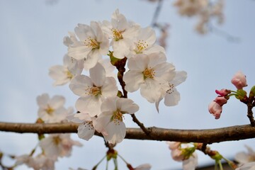 夕暮れ時の桜20220303