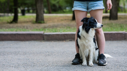 Black and white border collie sits at the legs of the owner on a walk.