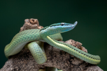 Baron's Green Racer (Philodryas baroni) is a rear-fanged venomous snake species with a remarkable 
