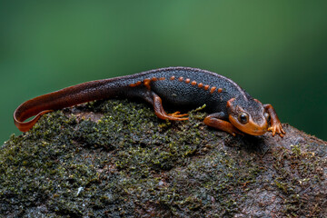 Crocodile Newt (Tylototriton verrucosus) is an attractive large and robust species, also known as Himalayan Nobby Newt.