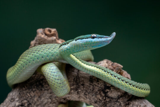 Baron's Green Racer (Philodryas baroni) is a rear-fanged venomous snake species with a remarkable "nose". It is found in the South America.