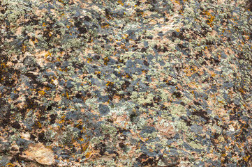 Lichen on a Rock at John Day Fossil Beds National Monument