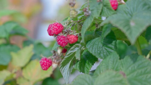 Raspberry plantation on a farm. Red raspberries are ready for harvest. The concept of agriculture, farming, food, fruits and berries. High quality 4k footage