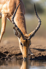 Impala male coming for a drink at a waterhole in Mashatu Game Reserve in the Tuli Block in Botswana...