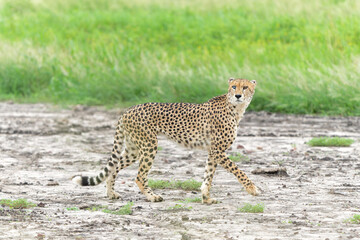  Cheetah (Acinonyx jubatus) searching for prey in Mkuze Falls Game Reserve near the Mkuze River in South Africa