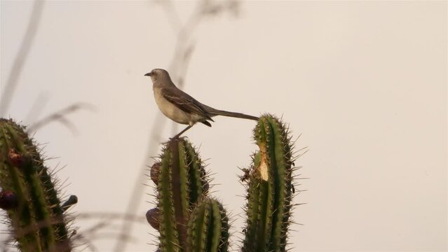 Caribbean Bird Wildlife - Mockingbird  in Super Slow Motion 4K 120fps