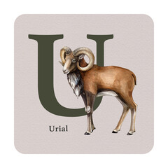 Letter U with urial decor on the square card. Watercolor illustration. Forest animal nature ABC alphabet element for study. Wildlife nature alphabet letter U decorated with urial. White background