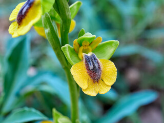 Live wildflowers in a natural environment.